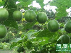 瓜蒌的营养价值和功效,瓜蒌籽能生吃吗