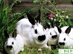 养殖兔子仔兔断奶后易发病原因
