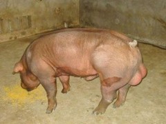 种公猪的饲养管理技术,种公猪的选择