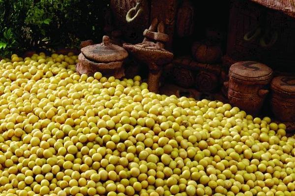 黄豆市场价格多少钱一斤 哪里产的黄豆最好