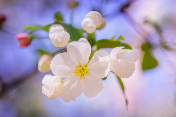 海棠花图片大全 海棠花花语及寓意 海棠花有几种（什么颜色）