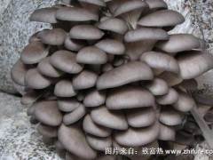 2018种平菇赚钱吗?平菇种植的利润与投资成本及前