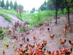 山地散养鸡的技术方法,林下散养鸡管理方法