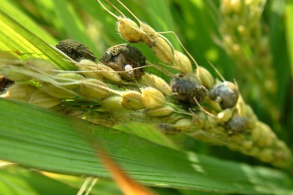 水稻稻曲病防治技术