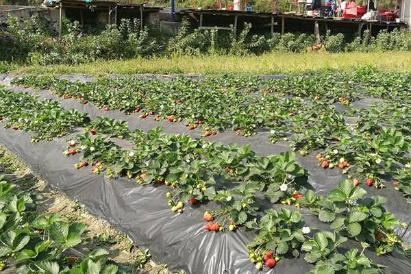 露天草莓的种植方法