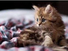 皮堡斯小猫市场价格多少钱一只,皮堡斯小猫灭绝
