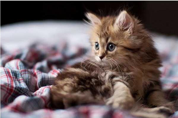 皮堡斯小猫市场价格多少钱一只 皮堡斯小猫灭绝了吗
