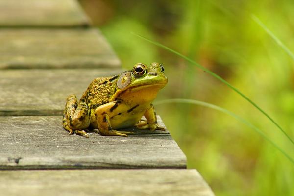 2018养青蛙赚钱吗？青蛙养殖的利润与投资成本及前景预测