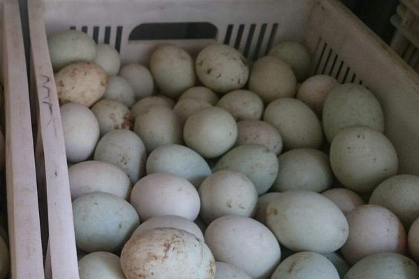 鸭蛋市场价格多少钱一斤 鸭蛋怎么挑选