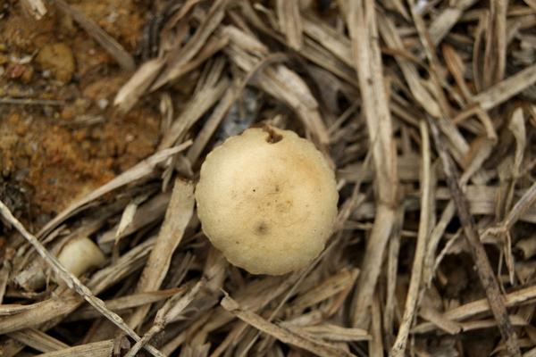 2018种草菇赚钱吗？草菇种植的利润与投资成本及前景预测