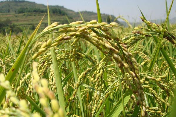 水稻种植时间