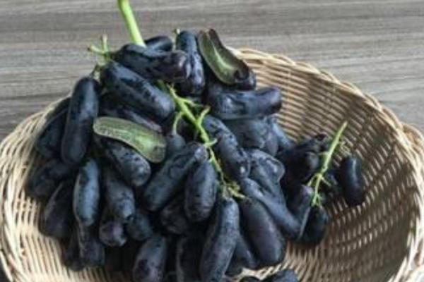 蓝宝石葡萄市场价格多少钱一斤 蓝宝石葡萄苗多少钱一棵