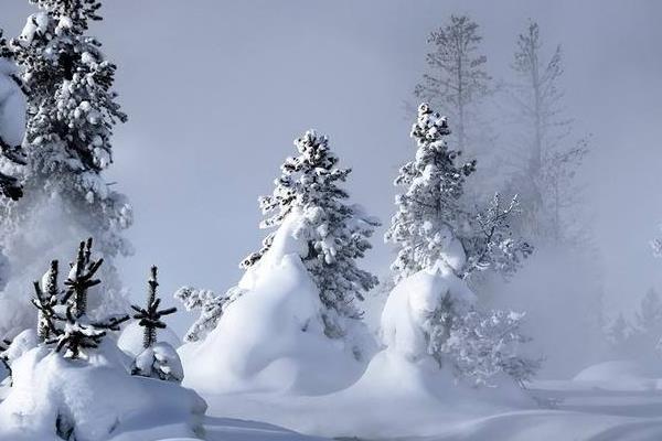 雪松图片大全 雪松的寓意 赞美雪松的诗句有哪些