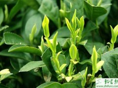种茶叶之冬季茶苗定植初期管理要点