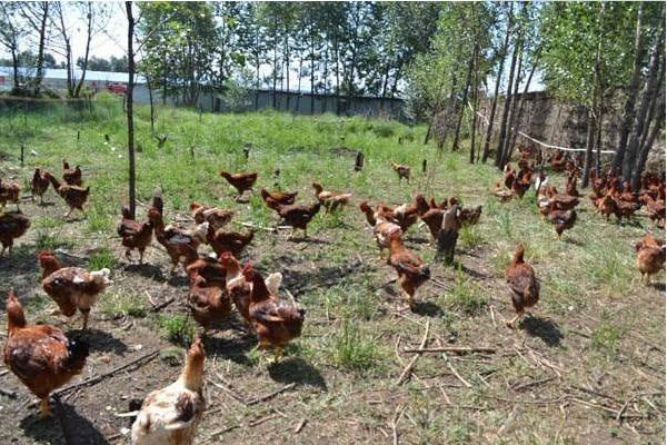 散养鸡怎么才能养好 散养鸡的养殖方法与技术