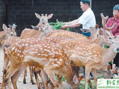 养殖鹿加强“三期”管理提高母鹿繁殖能力