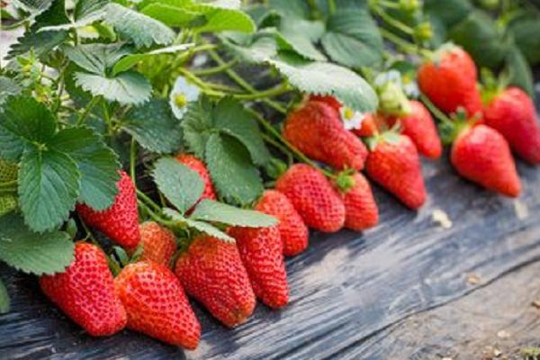大棚草莓种植方法