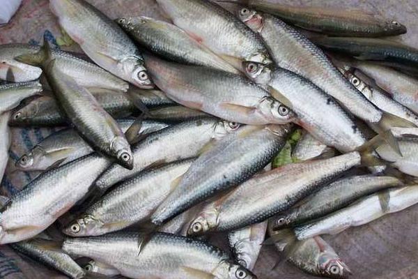 白条鱼市场价格多少钱一斤 白条鱼能长多大