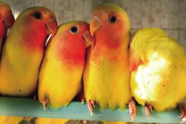 黄桃鹦鹉市场价格多少钱一只 黄桃鹦鹉会说话吗