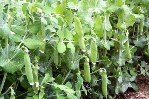 豌豆怎么种 豌豆种植技术与注意事项
