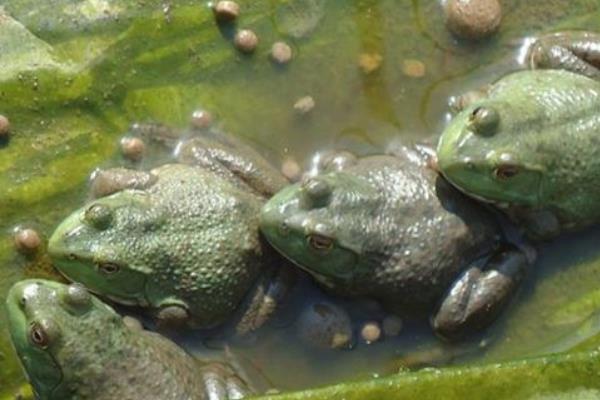 美国青蛙市场价格多少钱一斤 美国青蛙养殖技术