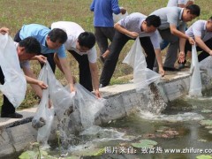 莲藕泥鳅混养技术