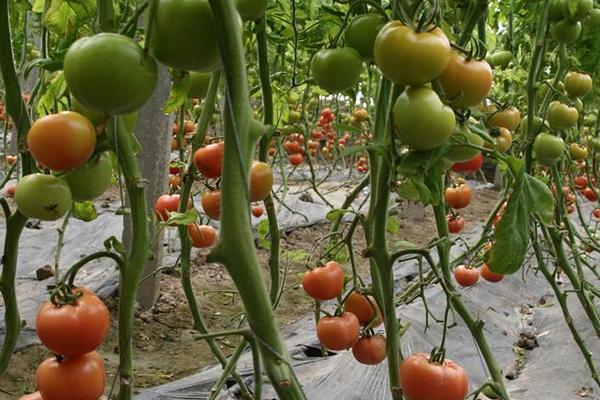 西红柿什么时候育苗