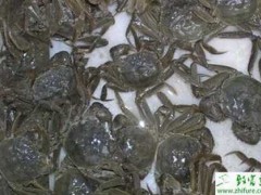 河蟹养殖秋季要防河蟹死亡
