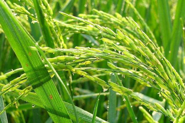懒人稻种子市场价格多少钱一斤 懒人稻种子哪里有卖的