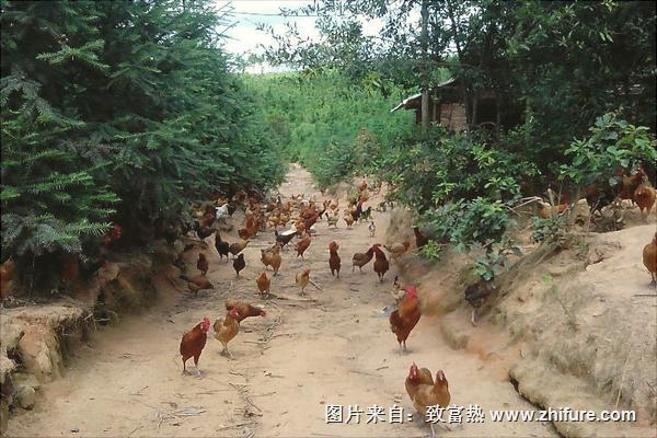 散养土鸡的鸡舍建造方案