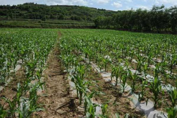 玉米高产栽培技术措施