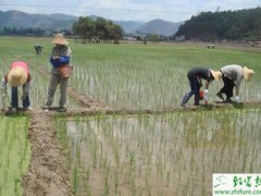 种水稻催芽中常见异常现象及补救措施