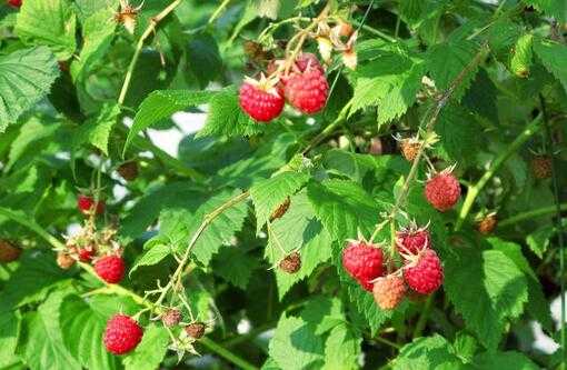 2017树莓种植前景及市场价格分析