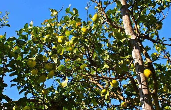柠檬树苗市场价格多少钱一棵 家里种柠檬树好吗