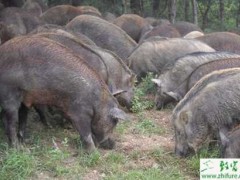 养殖野猪的驯养方法