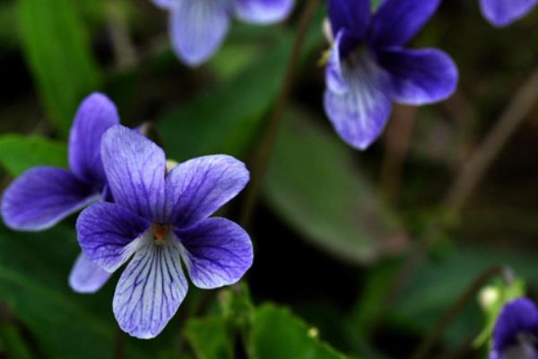 紫花地丁功效与作用及禁忌 紫花地丁的药用选方