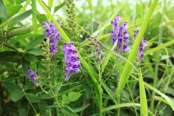 黄芪种植条件