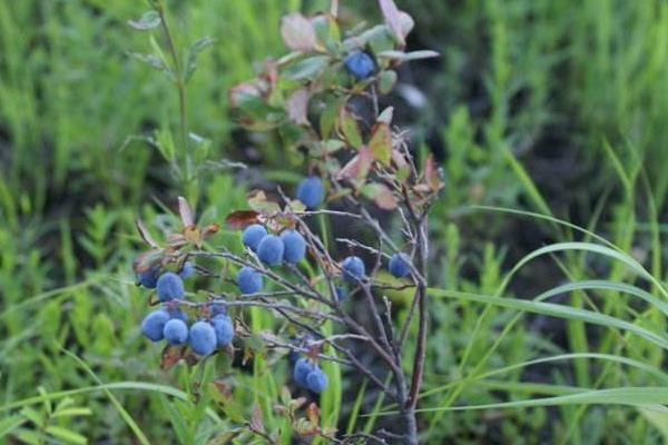野生蓝莓市场价格多少钱一斤 野生蓝莓怎么吃