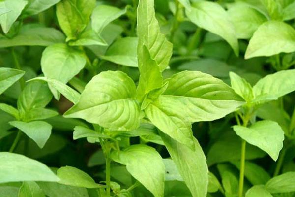 荆芥怎么种 荆芥种植时间和方法