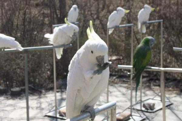 大白凤头鹦鹉市场价格多少钱一只 中国养大白鹦鹉合法吗