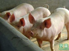 怎么样才能最大化的提高养猪的经济效益