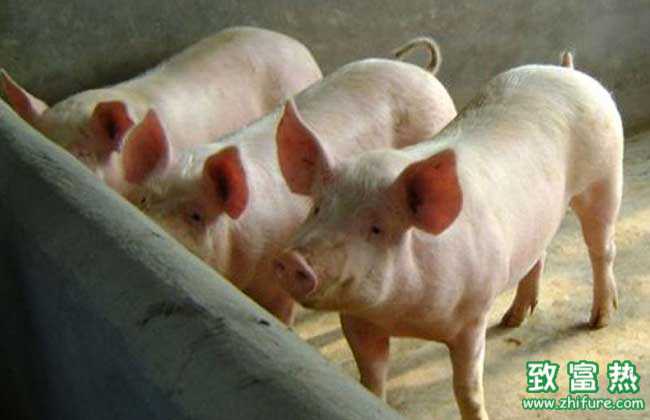 怎么样才能最大化的提高养猪的经济效益
