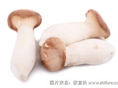 2017种杏鲍菇赚钱吗?2017种杏鲍菇前景及市场价格