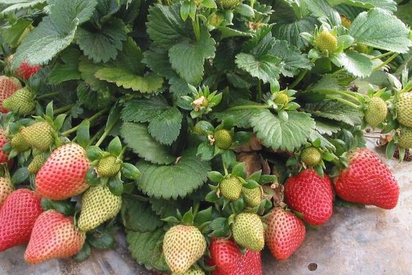 露天草莓几月份种植