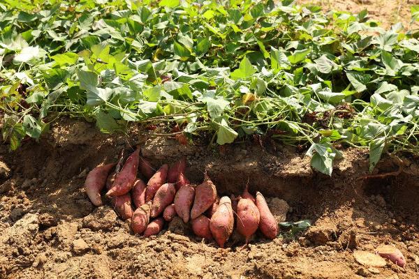 红薯用什么肥料最好 怎样控制红薯藤的生长