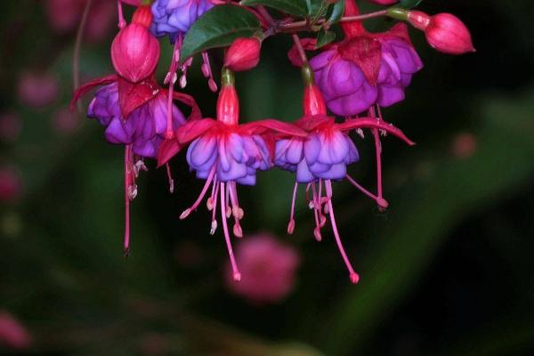 宝莲灯花图片大全 宝莲灯花语及寓意