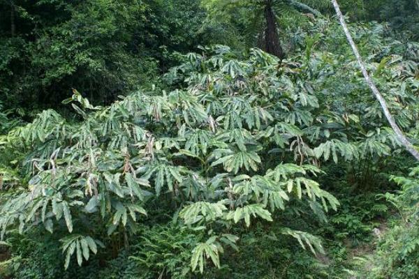 草果种植收入高吗 草果种植一亩要多少苗