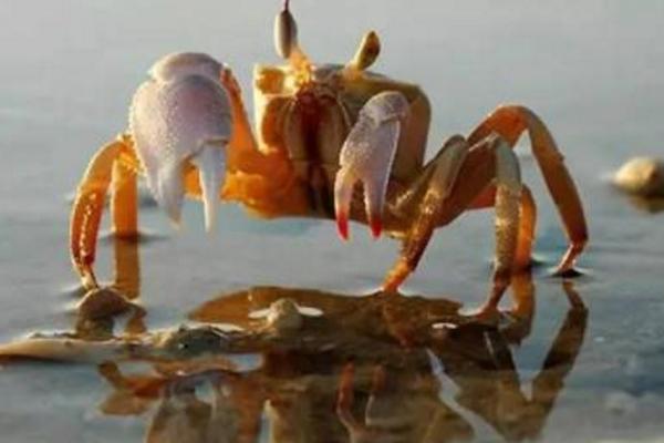 螃蟹脱壳时间（多久一次） 螃蟹脱壳脚会不会长出来
