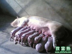 提高母猪繁殖能力的方法