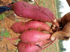 红薯什么时候开始种植,红薯的种植方法与注意事